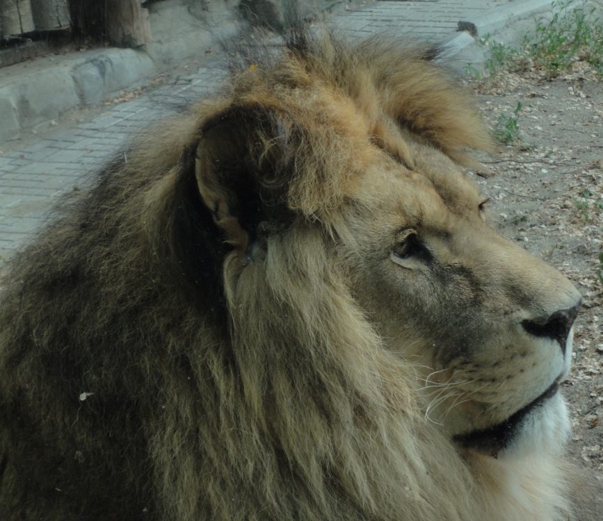 Panthera leo, African lion