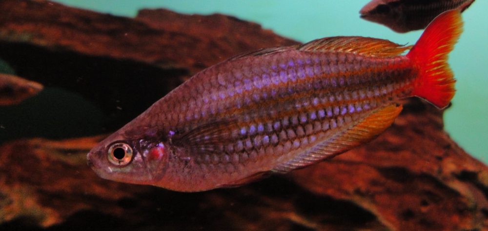 Melanotaenia trifasciata, Banded Rainbowfish