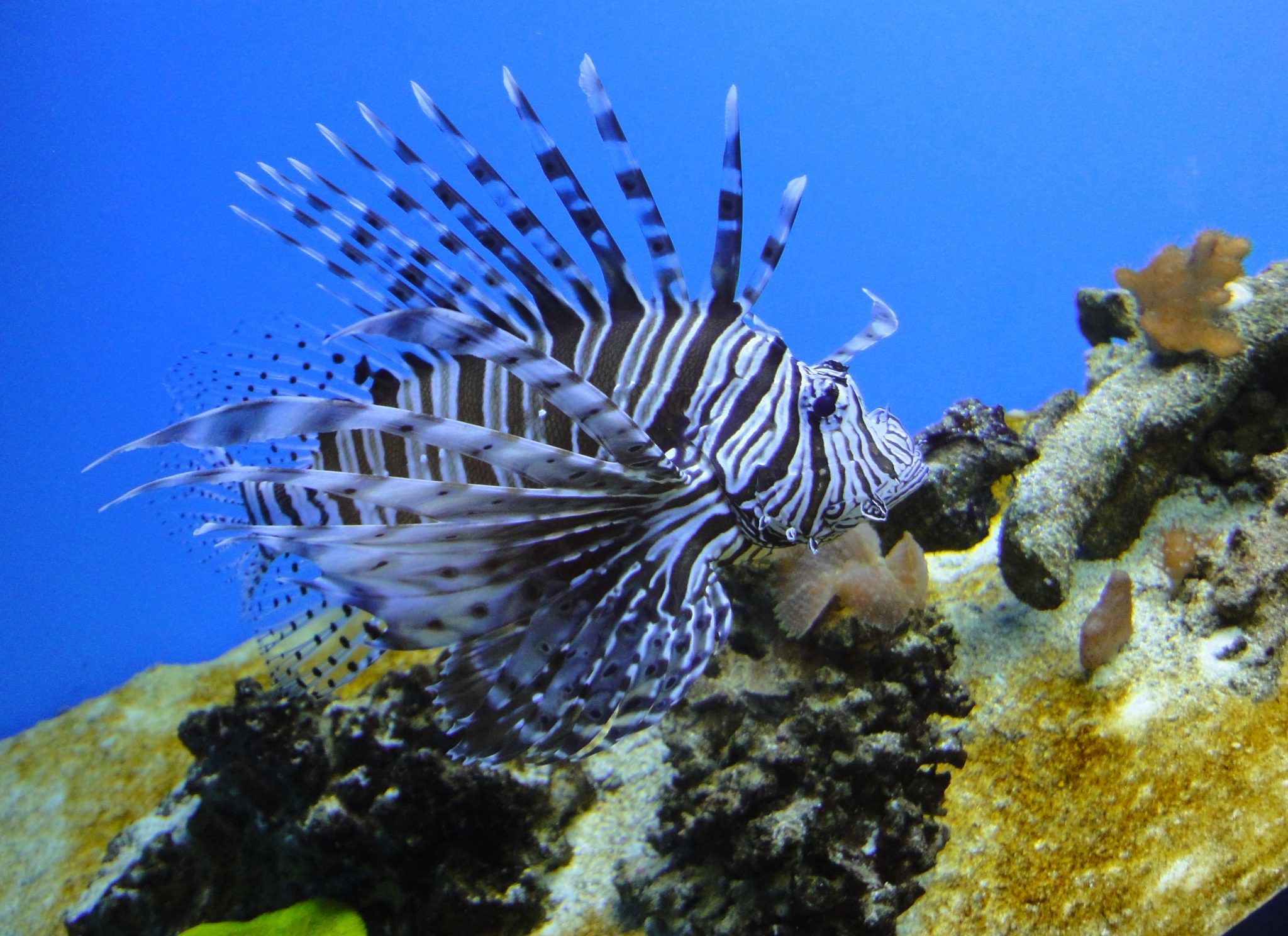 Pterois volitans, Red Lionfish, Common Lionfish, Featherfins, Ornate Butterfly-cod, Peacock Lionfish, Red Firefish, Scorpion-cod, Scorpion Volitans, Turkeyfish, Zebrafish