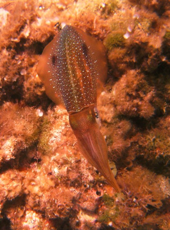 Caribbean Reef Squid calmar