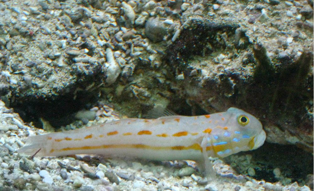 Maiden Goby, Orange-spotted Sleeper-goby, Orange-dashed Goby, Diamond Watchman Goby