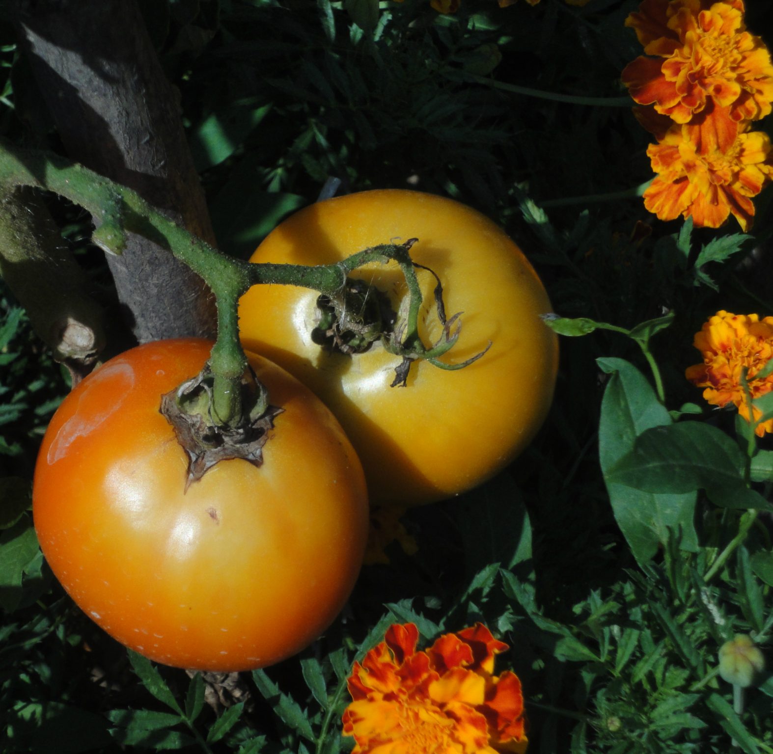 Solanum lycopersicum, tomate