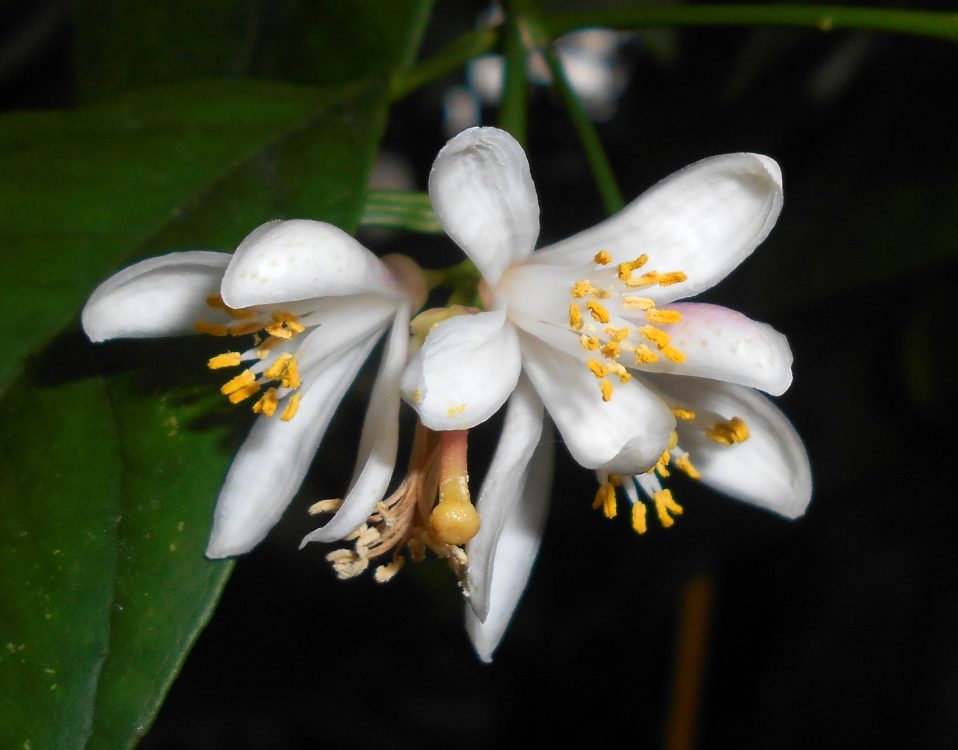 Citrus reticulata Blanco