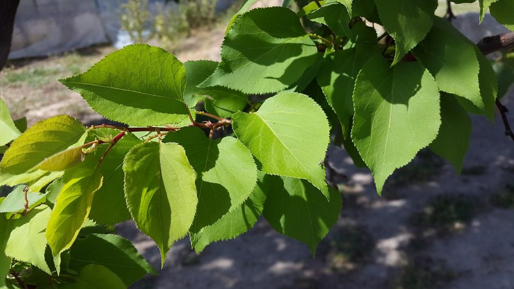frunze de Prunus armeniaca
