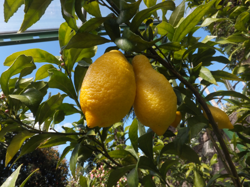Citrus x limon Spatafora