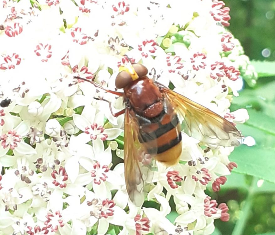 hornet hoverfly