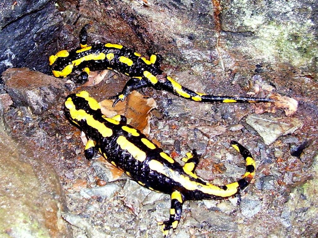 Salamandră comună de foc (Salamandra salamandra)