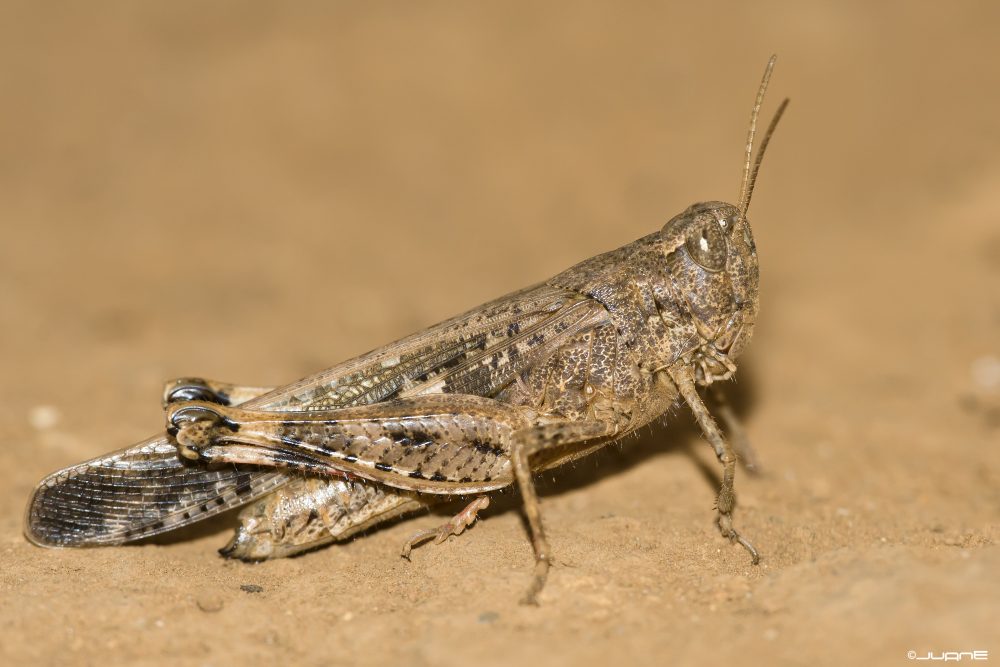 Slender Green-winged Grasshopper
