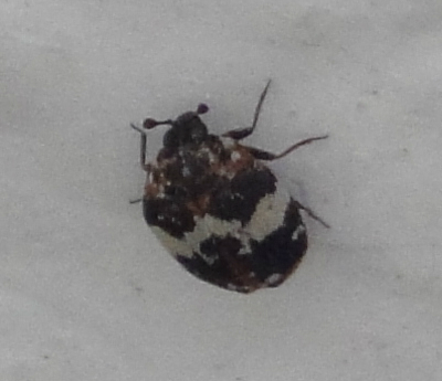 carpet beetle 1