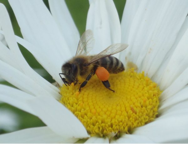 European Honey Bee, Albina de miere europeană.