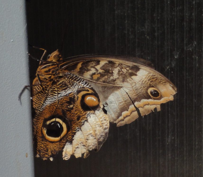 Atreus Owl, Banded Owl-Butterfly