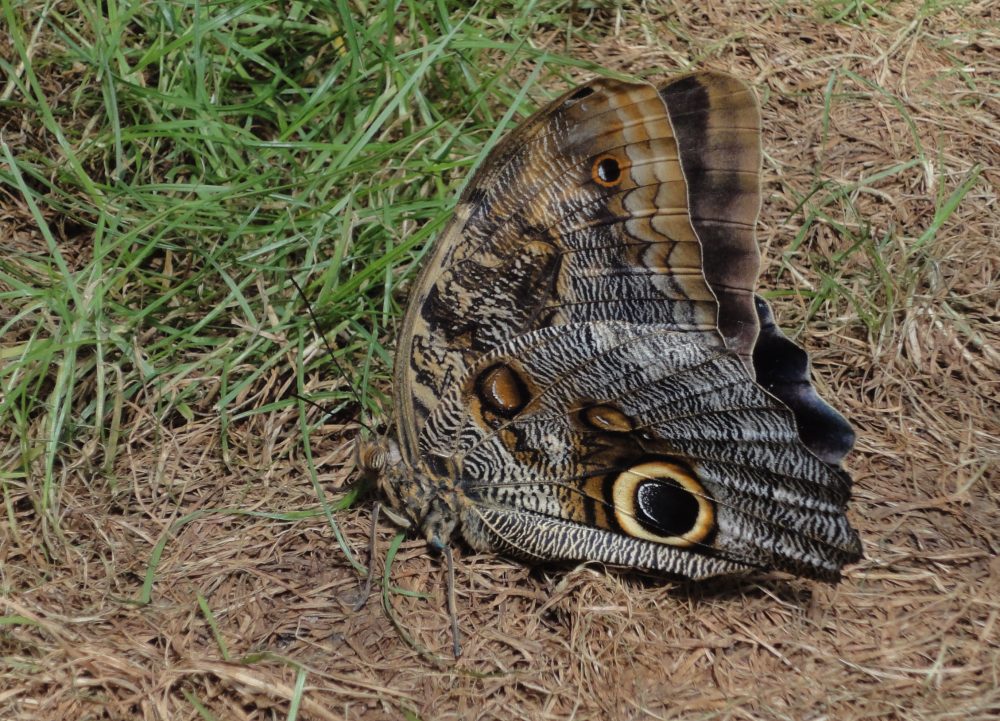 Fluturele Cap de Bufniţă, Forest Giant Owl
