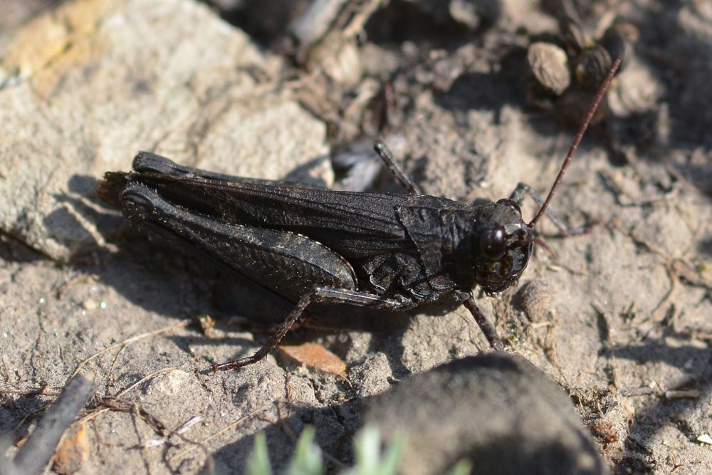 Black Grasshopper