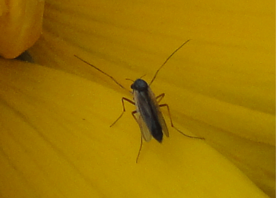 Chironomidae femelă