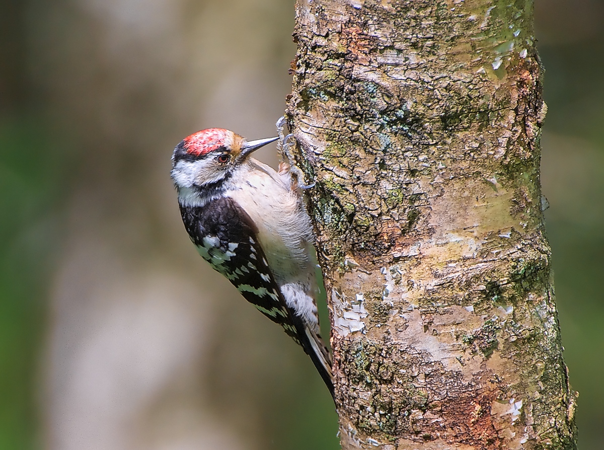 Dendrocopos minor, Dryobates minor, Lesser Spotted Woodpecker