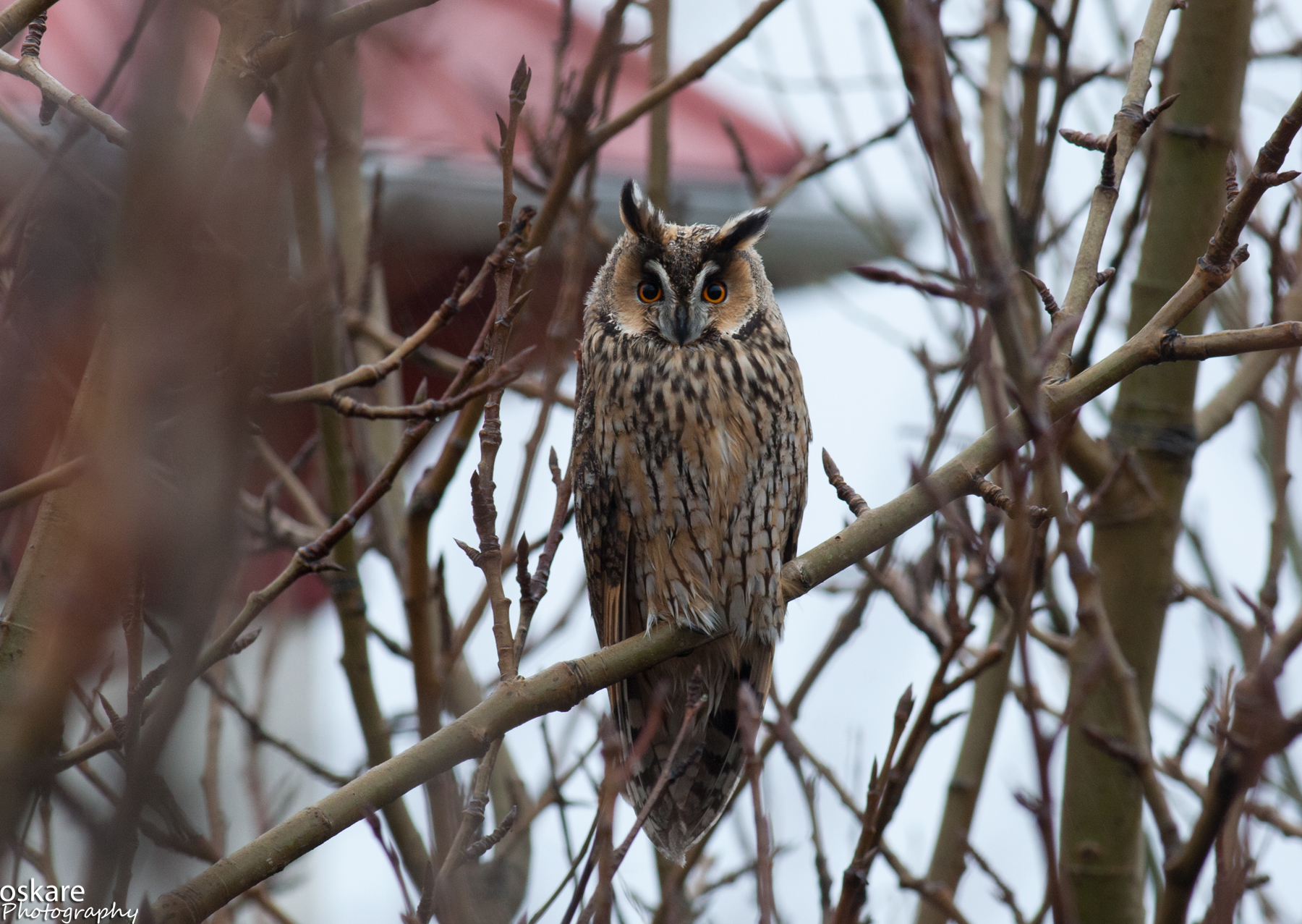 Asio otus, Northern Long-eared Owl