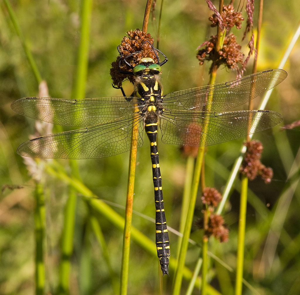Gold-ringed Dragonfly femelă