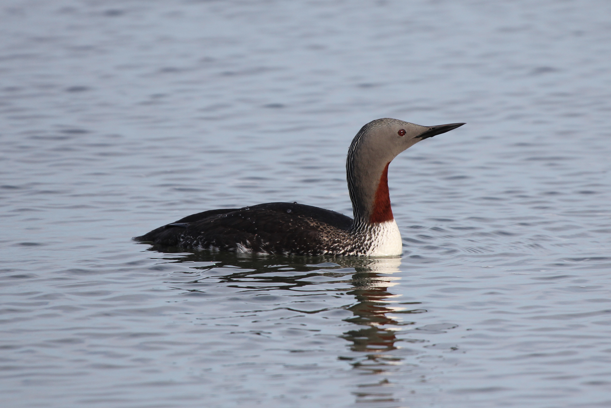 Gavia stellata, Red-throated Loon, Red-throated Diver