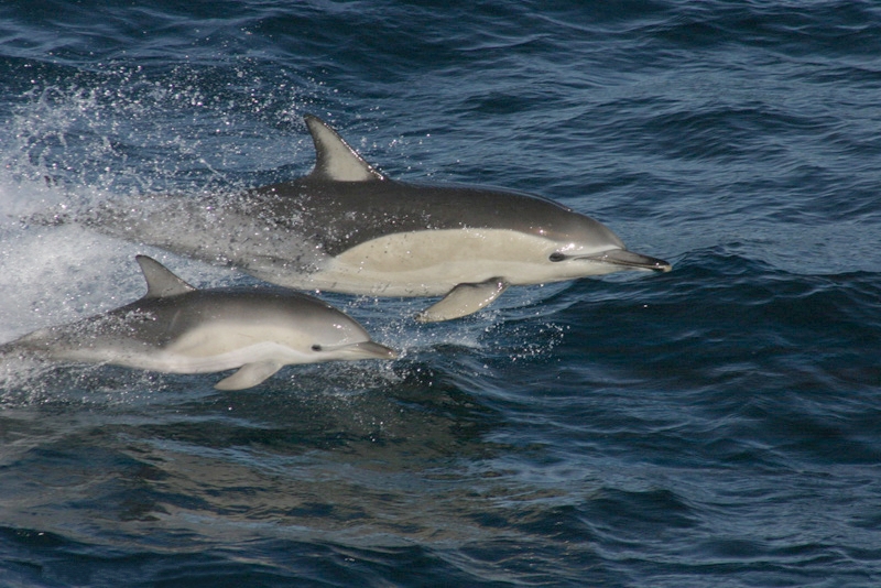 Delfinul cu burtă albă, Short-beaked Common Dolphin, Black Sea Common Dolphin, Common Dolphin