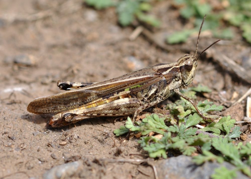 Moroccan Cross-backed Grasshopper femelă