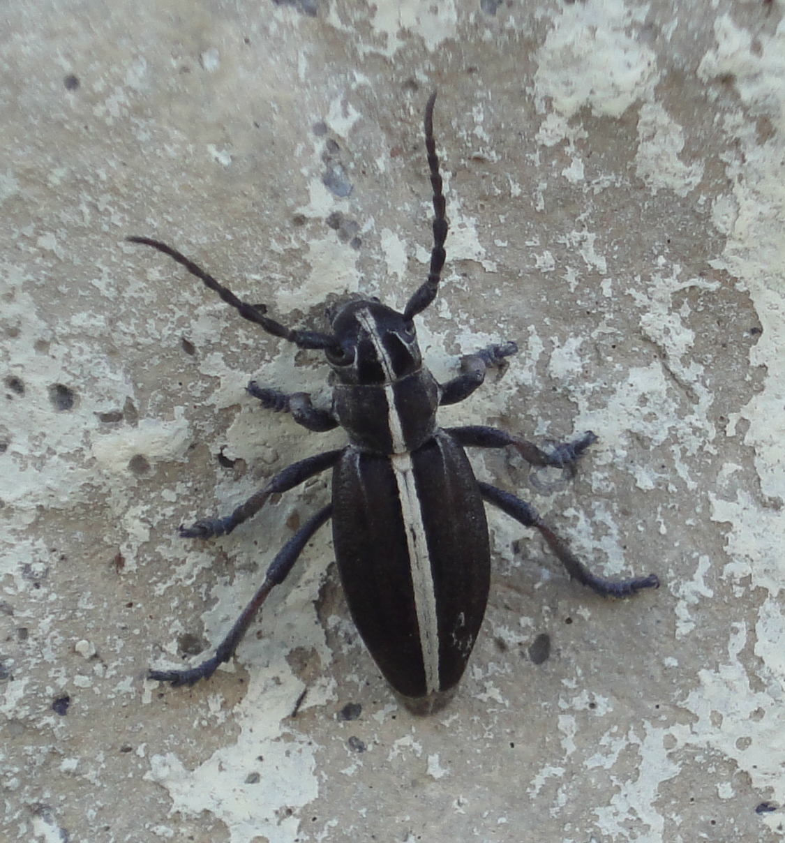 Gândac negru cu dungă albă