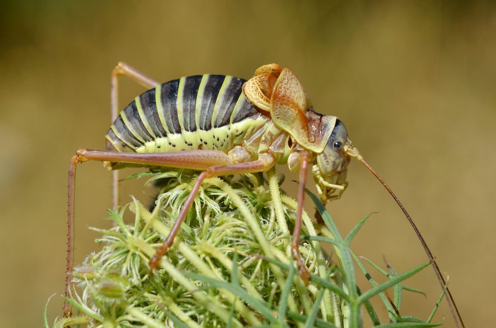 Eastern Saddle Bush-cricket