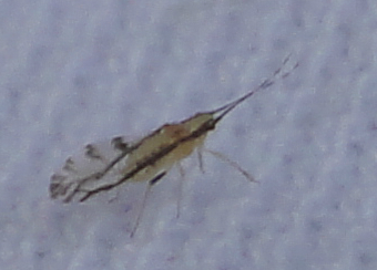 Linden aphid, Lime-tree aphid