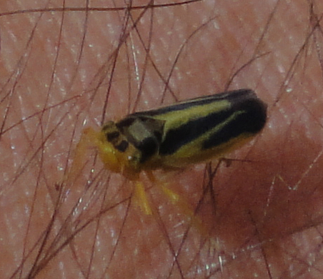 Insectă neagră cu dungi galbene