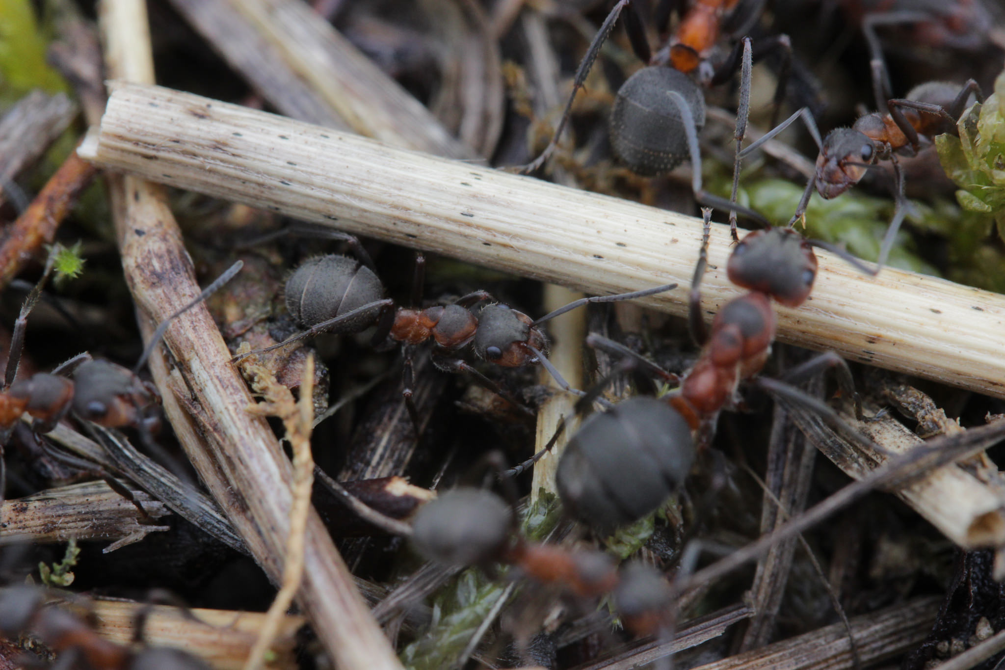 Black-backed Meadow Ant