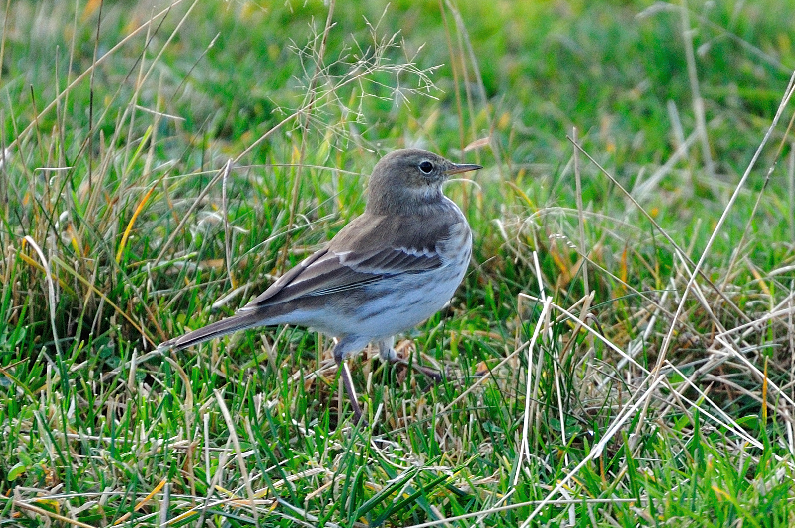 Anthus spinoletta, Water Pipit, Rock Pipit