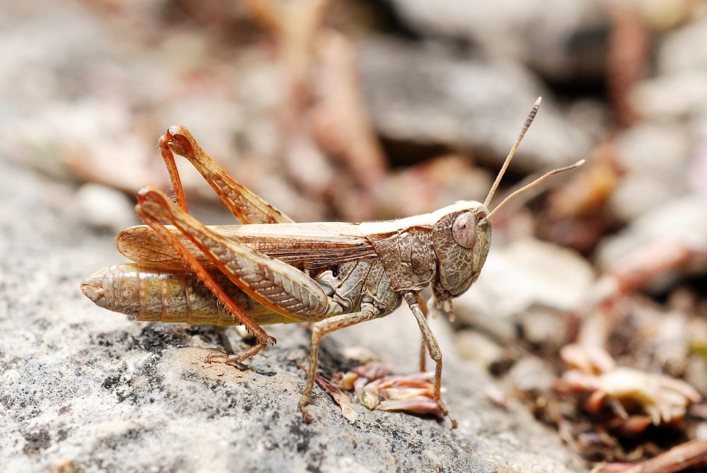 Rufous Grasshopper femelă