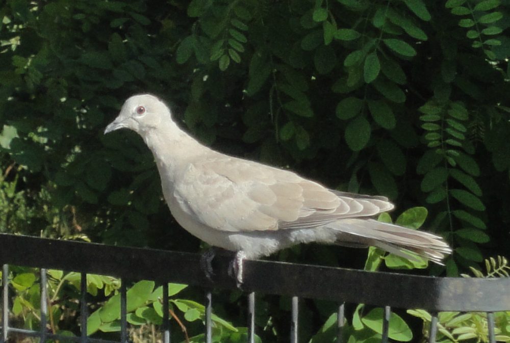 Streptopelia decaocto, Eurasian Collared-dove, Collared Dove