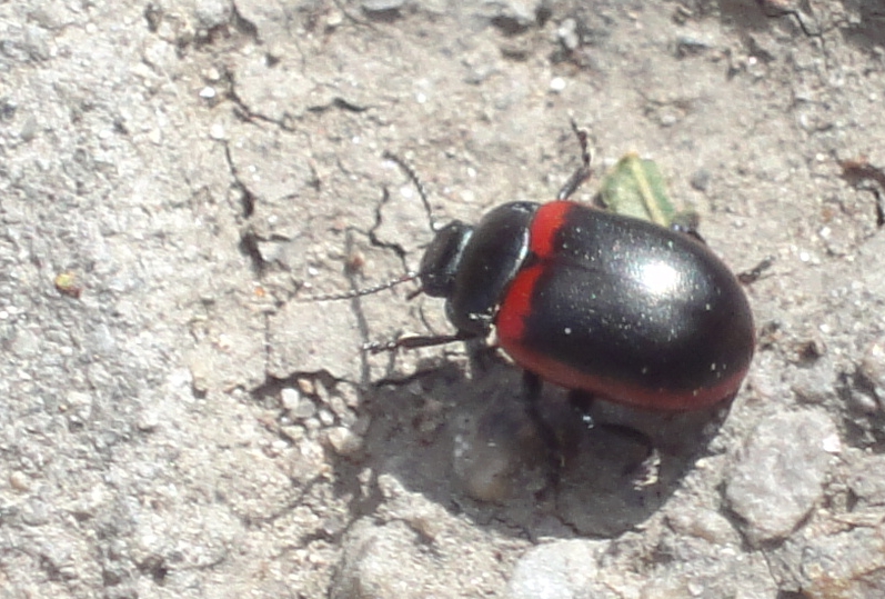 gândac negru cu roşu