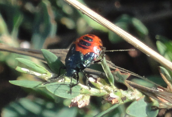 gândac roşu cu negru