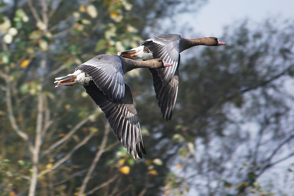 Anser albifrons, Greater White-fronted Goose