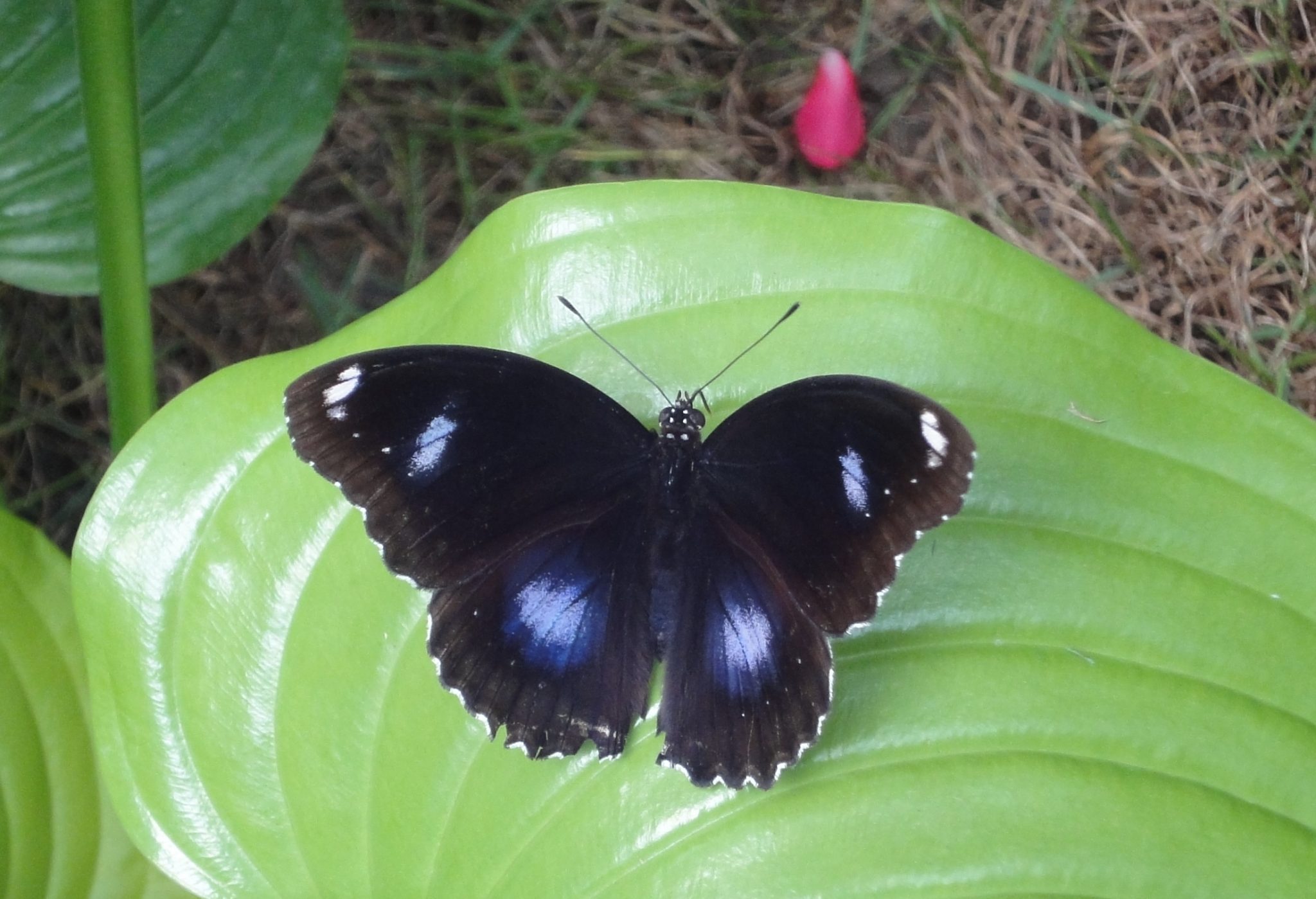 Great Eggfly, Common Eggfly, Blue Moon Butterfly