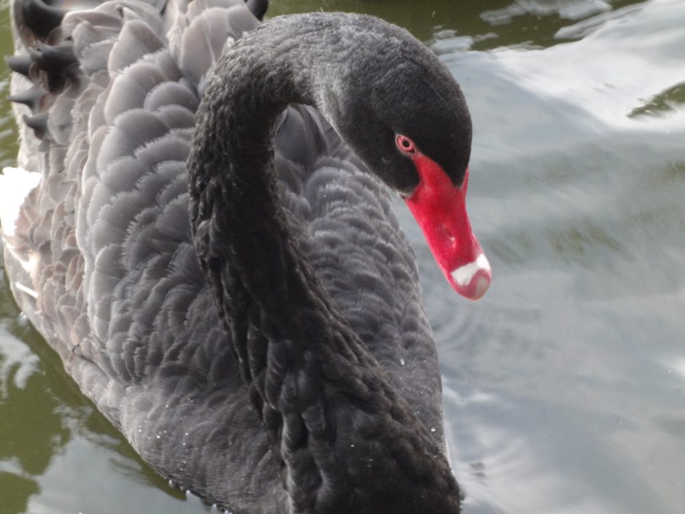 Cygnus atratus, Black Swan