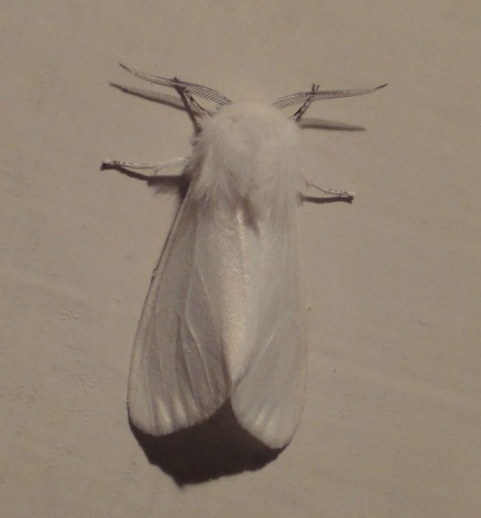 White Satin Moth, fluturele alb al salciei, fluture alb de satin