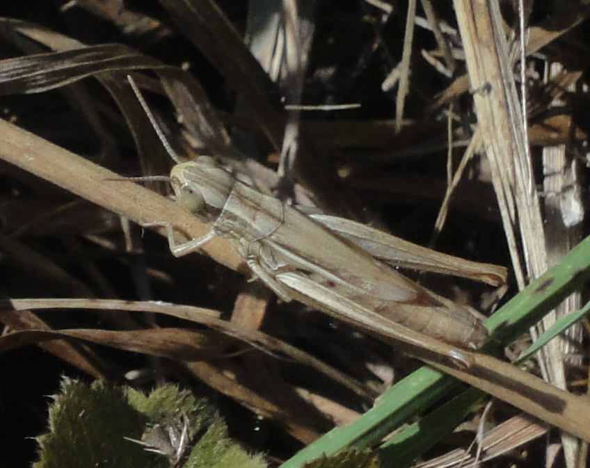 Common Straw Grasshopper