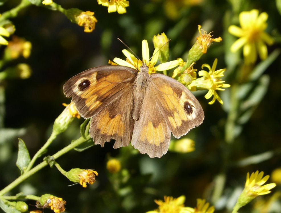 Meadow Brown, Fluture maro de pajişte femelă