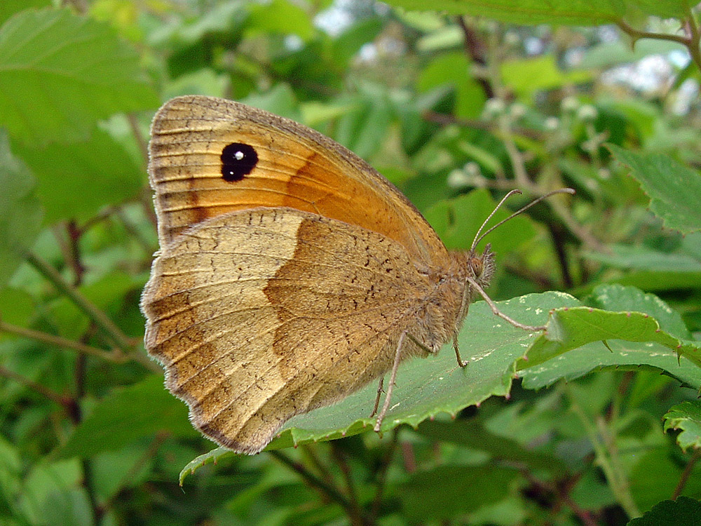 Meadow Brown, Fluture maro de pajişte, femelă lateral