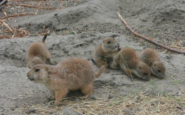 Alpine Marmot familie