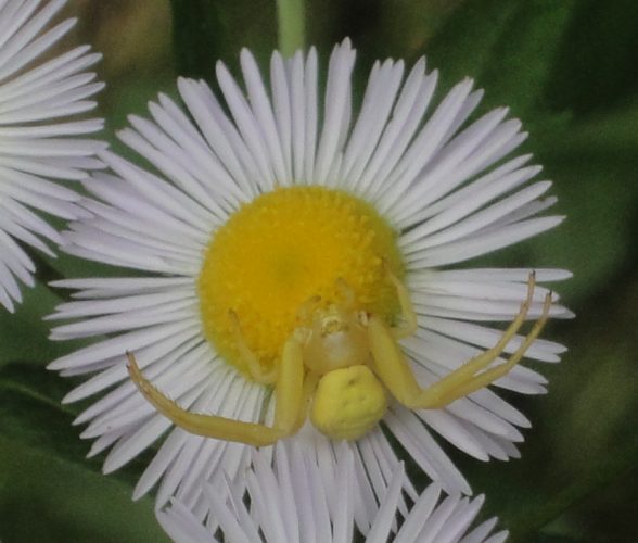 Goldenrod Crab Spider, Flower Spider