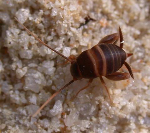Ligurian Ant-cricket femelă