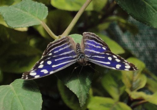Blue wave, Blue-banded Purplewing, Tropical Blue Wave, Whitened Bluewing, Royal Blue