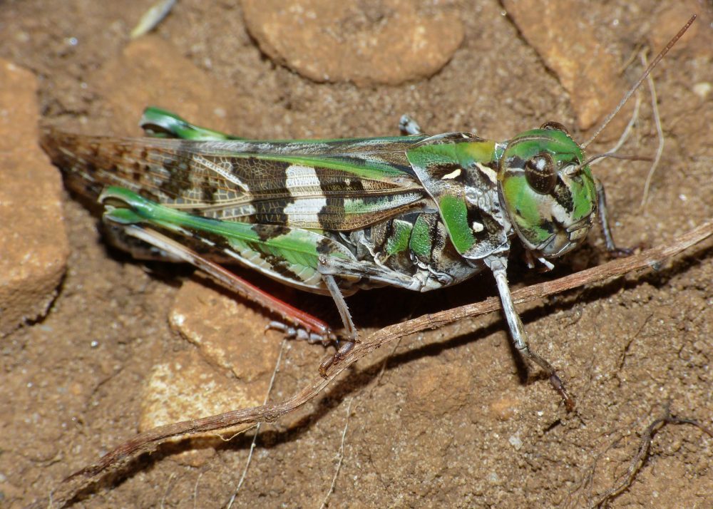 Handsome Cross Grasshopper