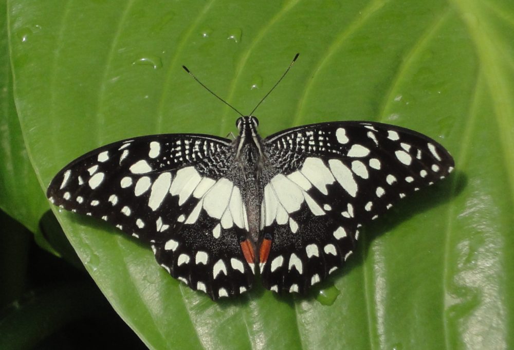 Lime Butterfly, Lime Swallowtail, Fluturele de citrice comun