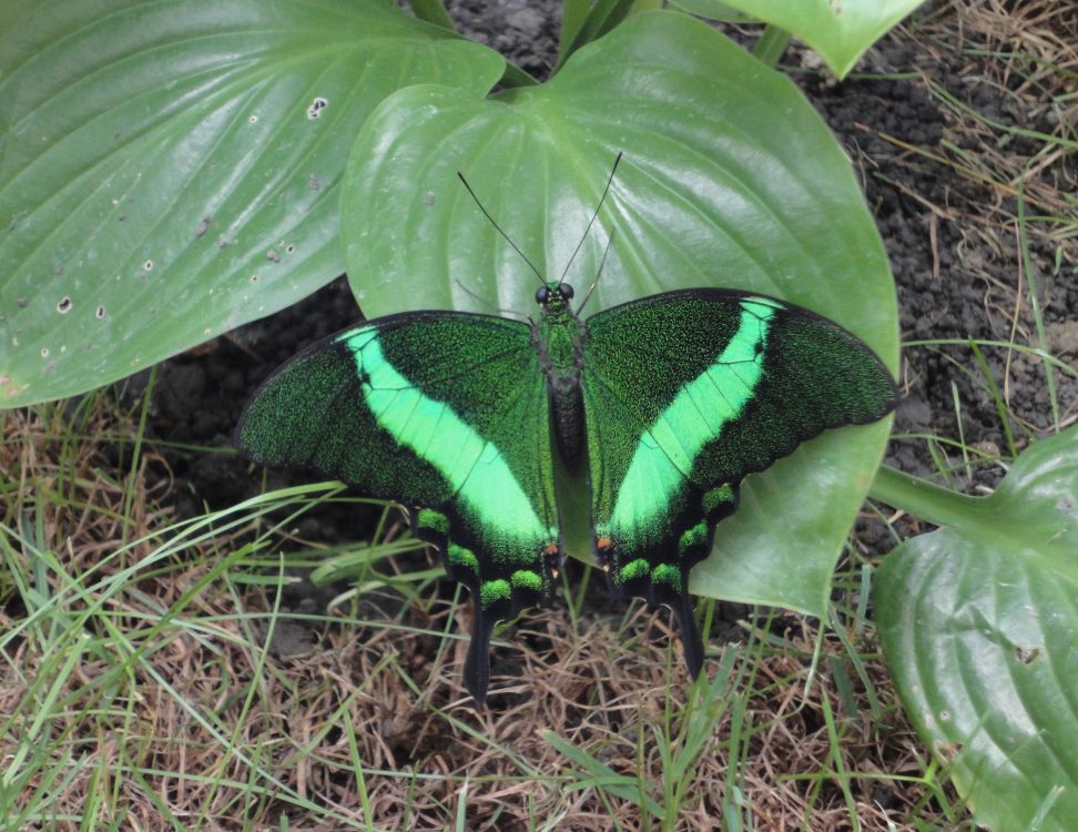 Emerald Swallowtail, Coada Rândunicii de Smarald