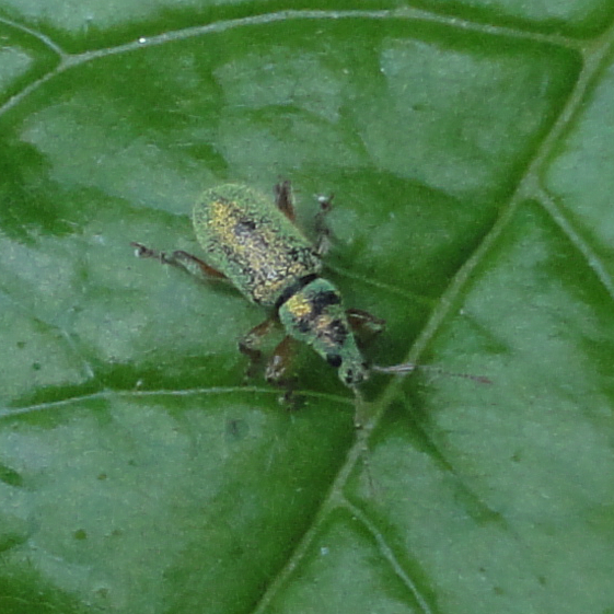 Gândac verde cu galben şi negru