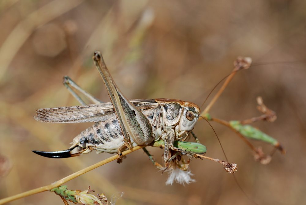 Tuberous Grey Bush-cricket, Tuberous Bush-cricket